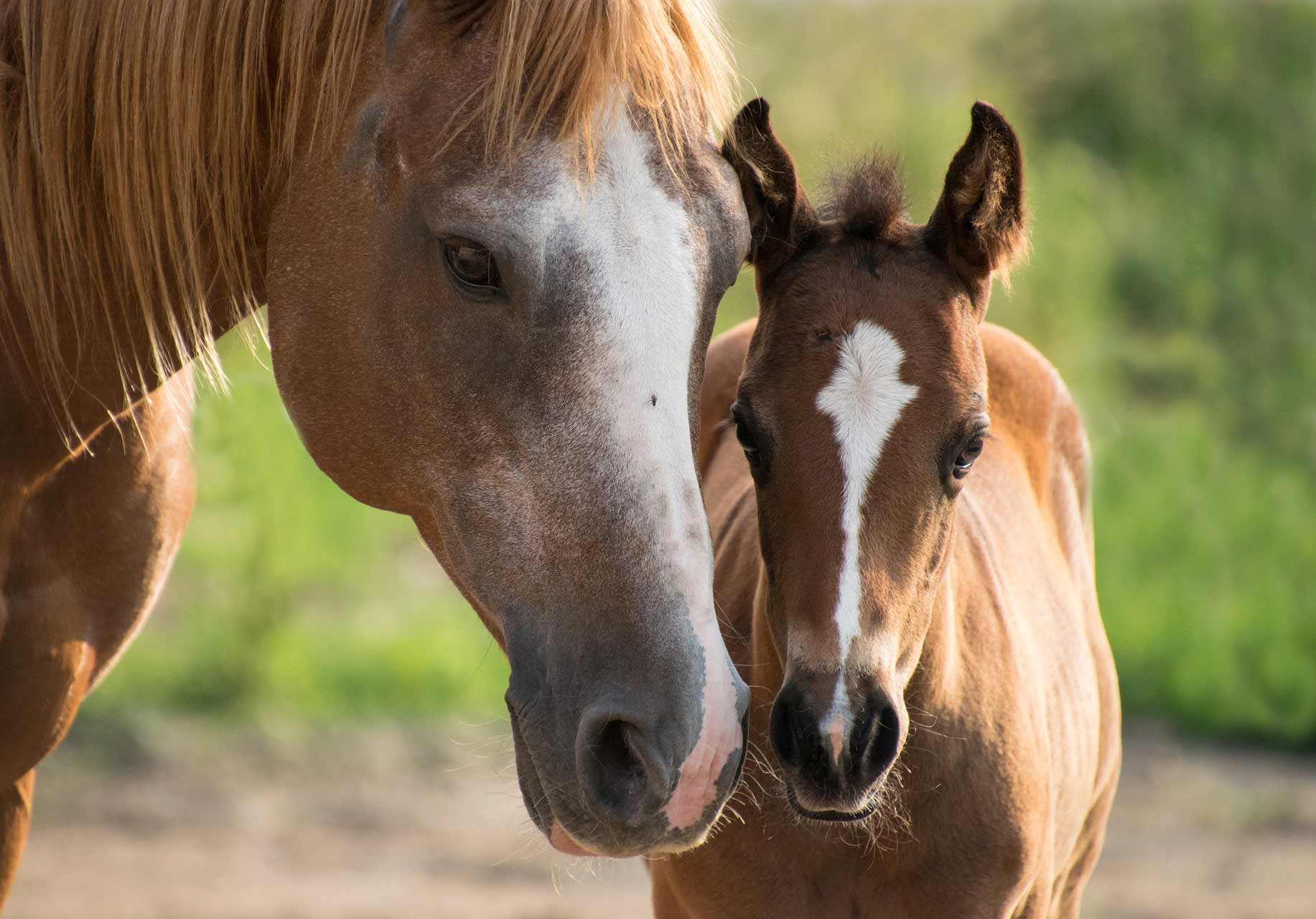 Foaling Vaccination Schedule