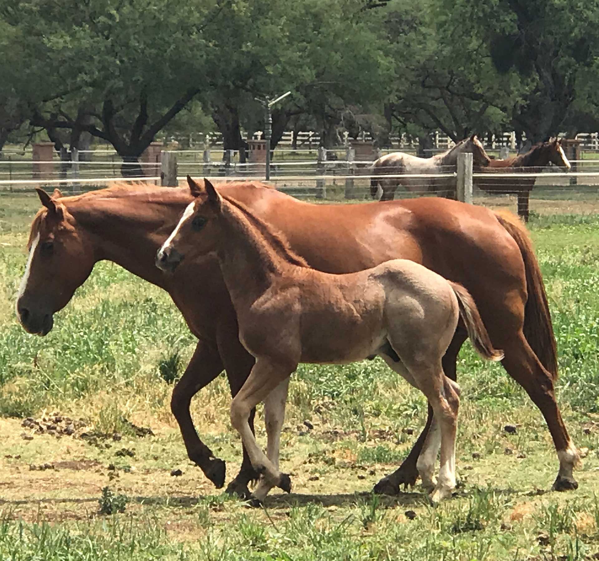 Foaling and Breeding Season is HERE!